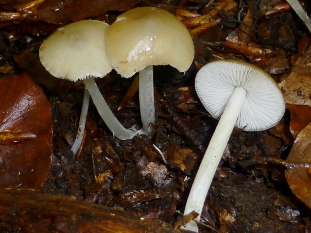 Hydropus subalpinus, Buchen-Wasserfuß